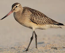 Bar-tailed Godwit