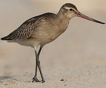 Bar-tailed Godwit