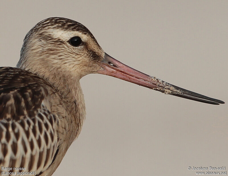 Bar-tailed Godwit