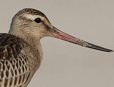 Bar-tailed Godwit