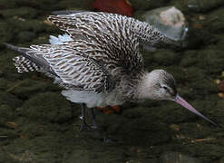 Bar-tailed Godwit