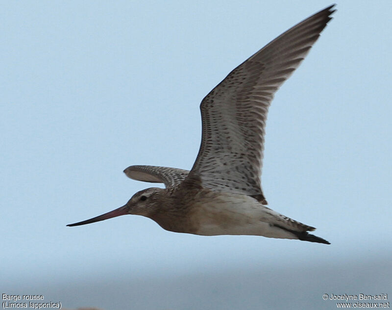 Bar-tailed Godwit