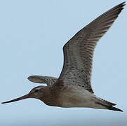 Bar-tailed Godwit