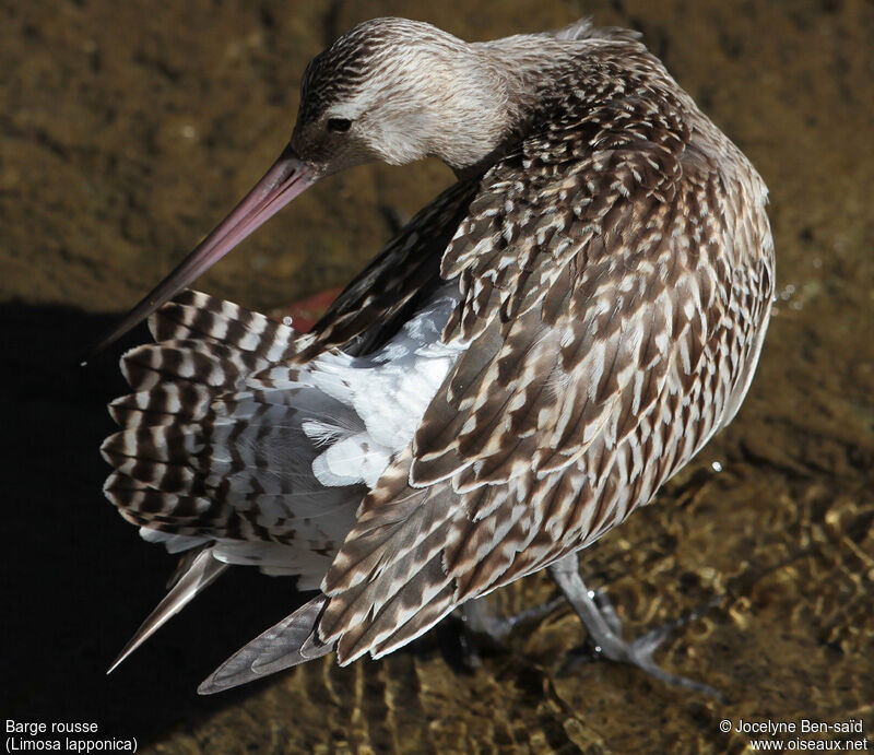 Bar-tailed Godwit