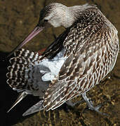 Bar-tailed Godwit