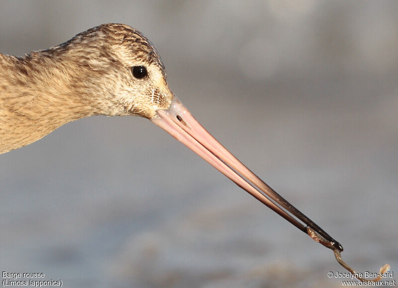 Bar-tailed Godwit