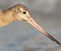 Bar-tailed Godwit