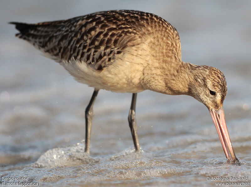 Bar-tailed Godwit