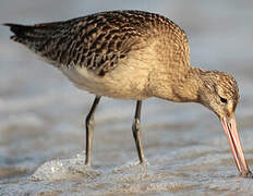 Bar-tailed Godwit