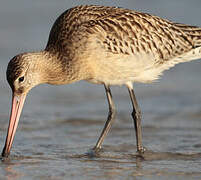 Bar-tailed Godwit