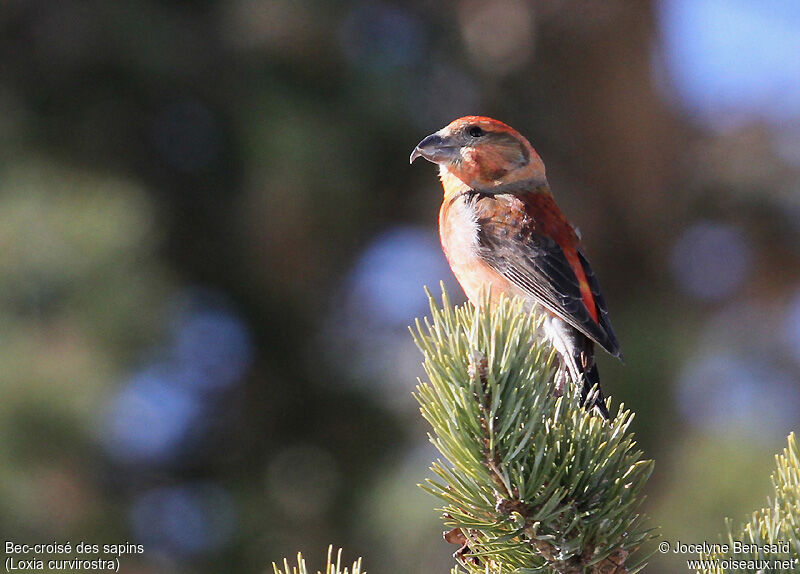 Red Crossbill male adult breeding