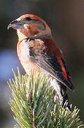 Red Crossbill