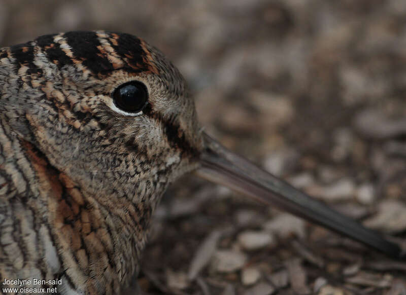 Eurasian Woodcock, close-up portrait