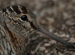 Eurasian Woodcock