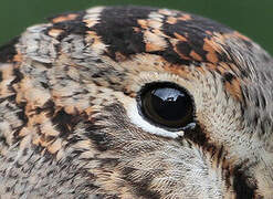 Eurasian Woodcock