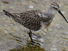 Curlew Sandpiper