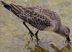 Curlew Sandpiper