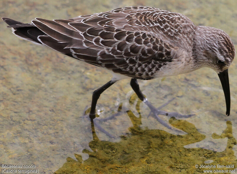 Curlew SandpiperFirst year