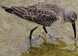 Curlew Sandpiper