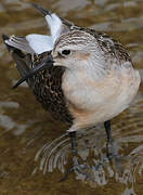 Curlew Sandpiper