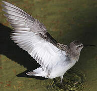 Curlew Sandpiper