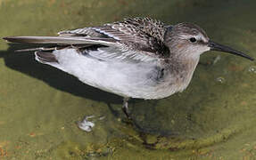 Curlew Sandpiper