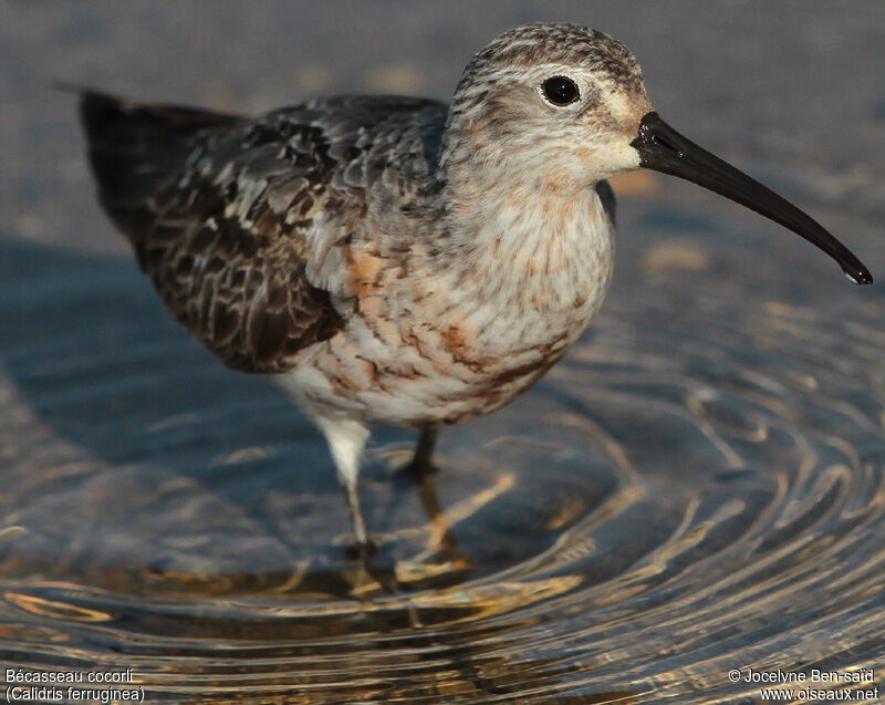 Curlew Sandpiperadult