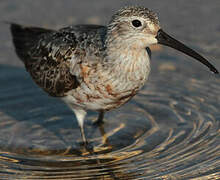 Curlew Sandpiper