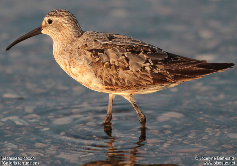 Curlew Sandpiperadult