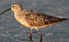 Curlew Sandpiper