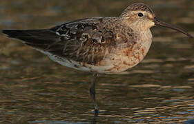 Curlew Sandpiper