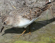 Temminck's Stint