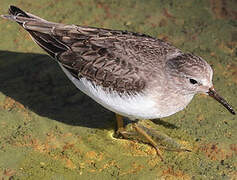 Temminck's Stint