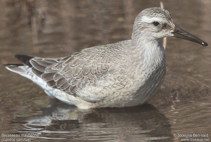 Red Knot