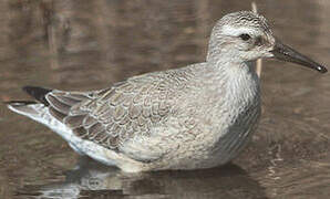 Red Knot