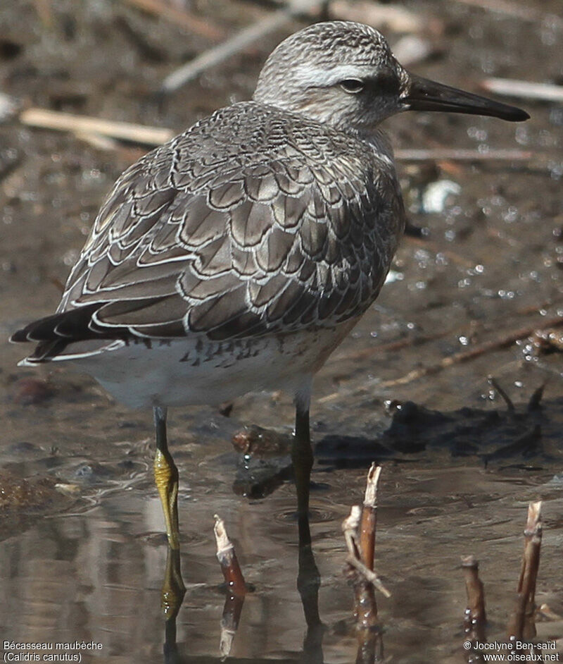 Bécasseau maubèche