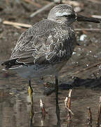 Red Knot