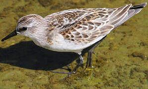 Little Stint