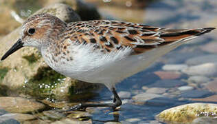 Little Stint