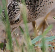 Buff-breasted Sandpiper