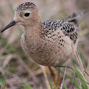 Buff-breasted Sandpiper