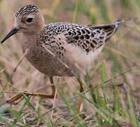 Buff-breasted Sandpiper