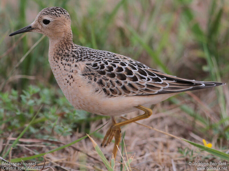 Buff-breasted Sandpiper