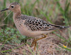 Buff-breasted Sandpiper