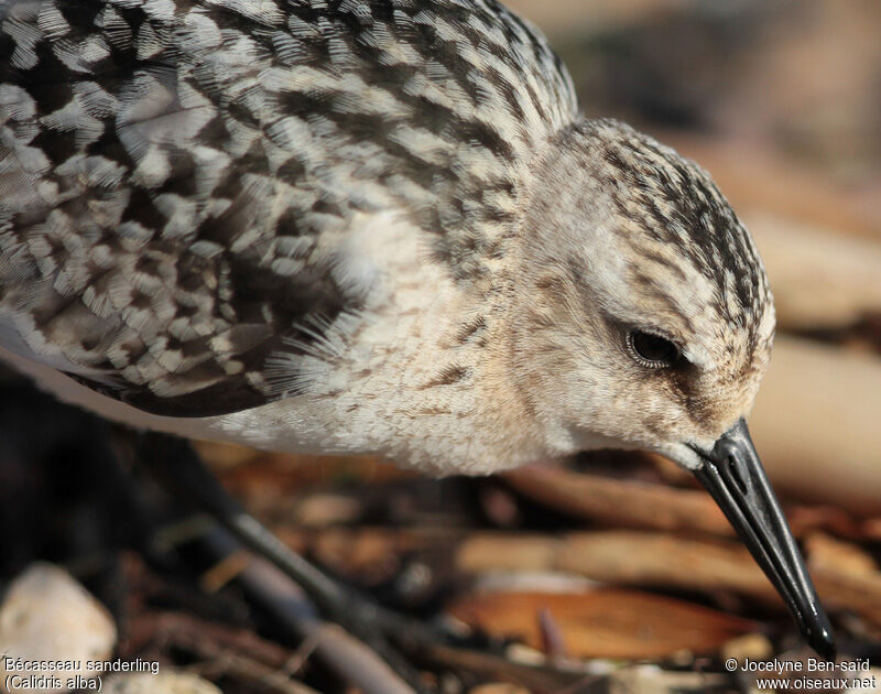 Bécasseau sanderling