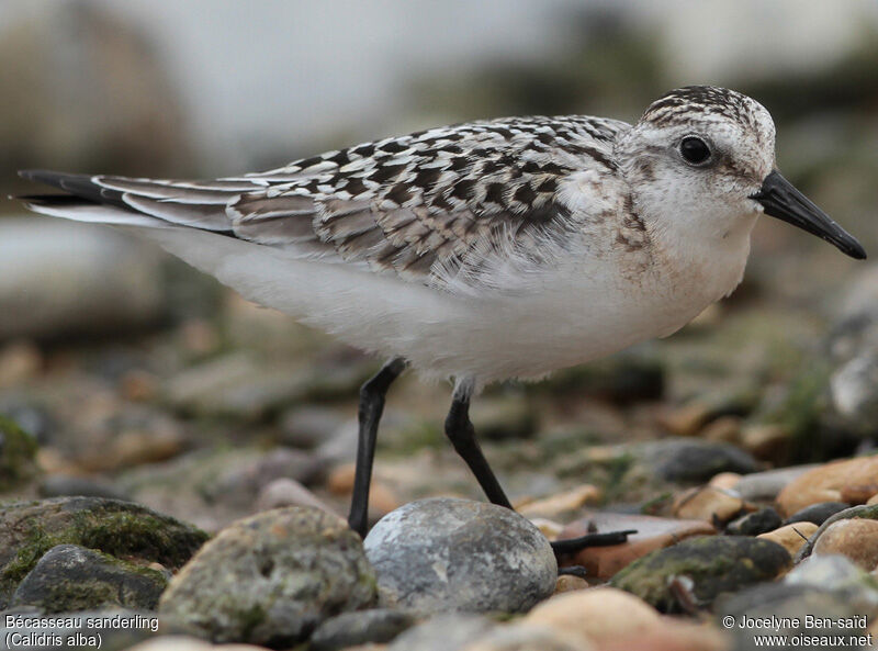 Bécasseau sanderling