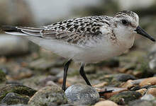 Bécasseau sanderling