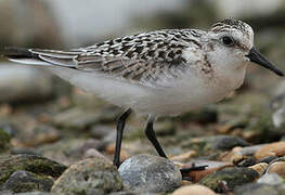 Sanderling