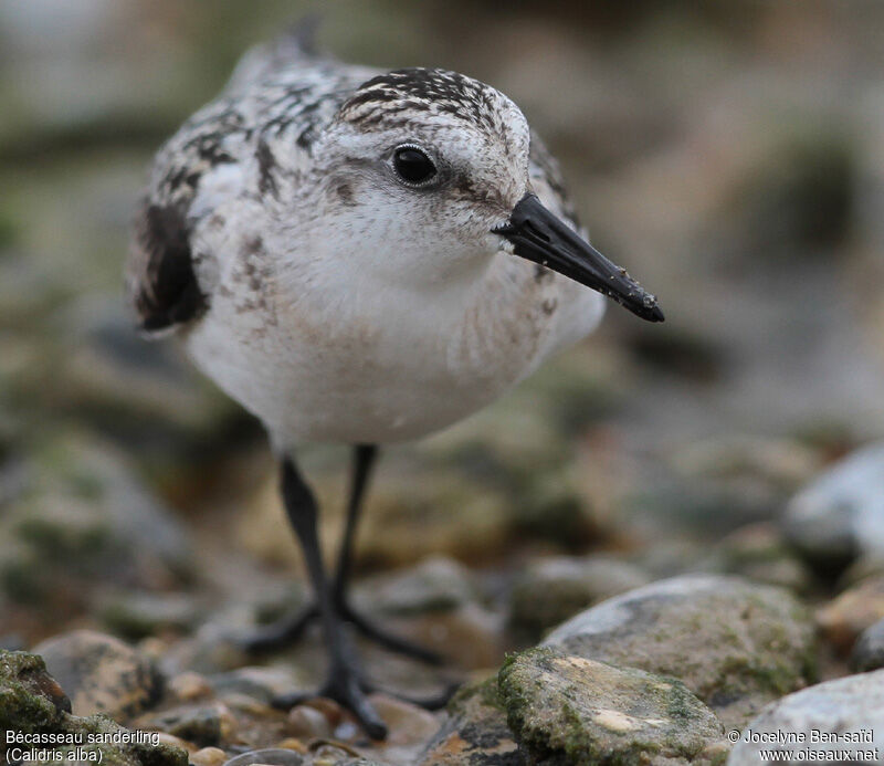 Bécasseau sanderling