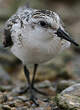 Bécasseau sanderling